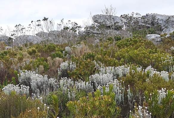 Syncarpha vestita coloured like rocks more than fynbos